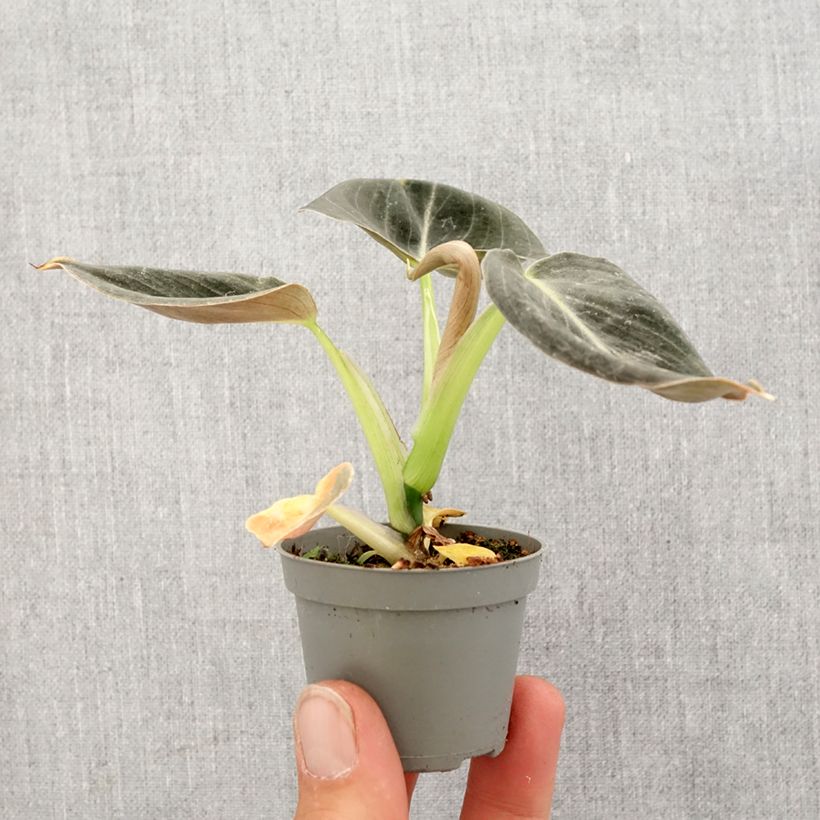 Esimerkki keväällä toimitetusta Rusoköynnösvehka - Philodendron melanochrysum Minikasvi-taimesta