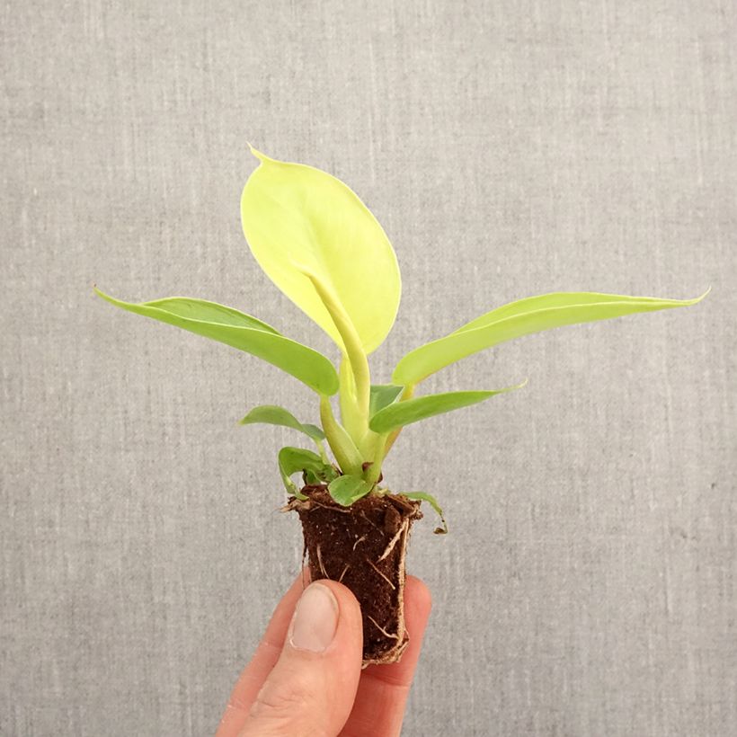 Esimerkki keväällä toimitetusta Philodendron Moonlight Mini-plante-taimesta