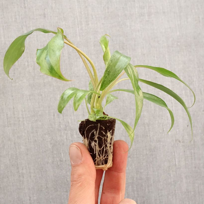 Esimerkki keväällä toimitetusta Philodendron Paraiso Verde Mini-plante-taimesta