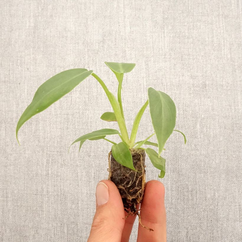 Esimerkki keväällä toimitetusta Philodendron radiatum Mini-plante-taimesta