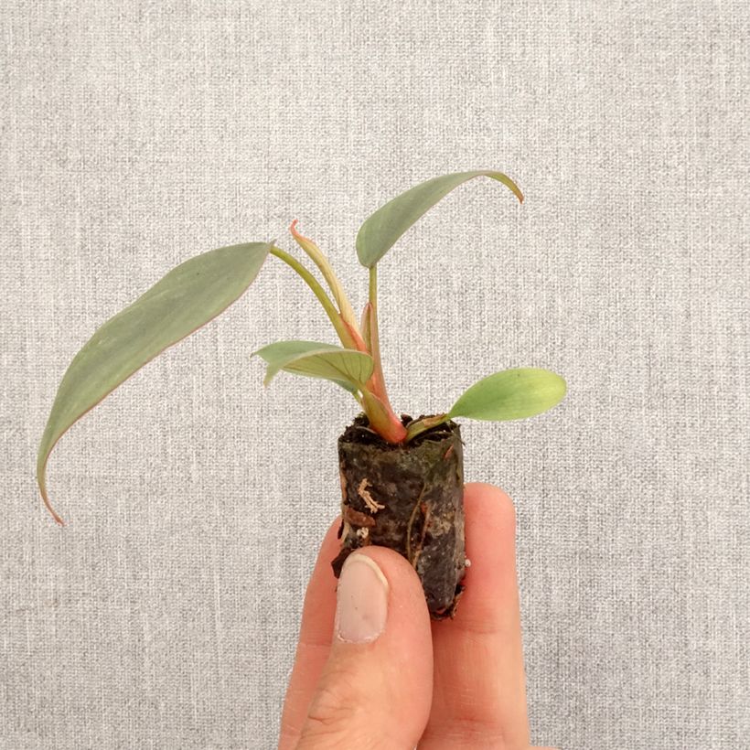 Esimerkki keväällä toimitetusta Philodendron Red Heart Mini-plante-taimesta