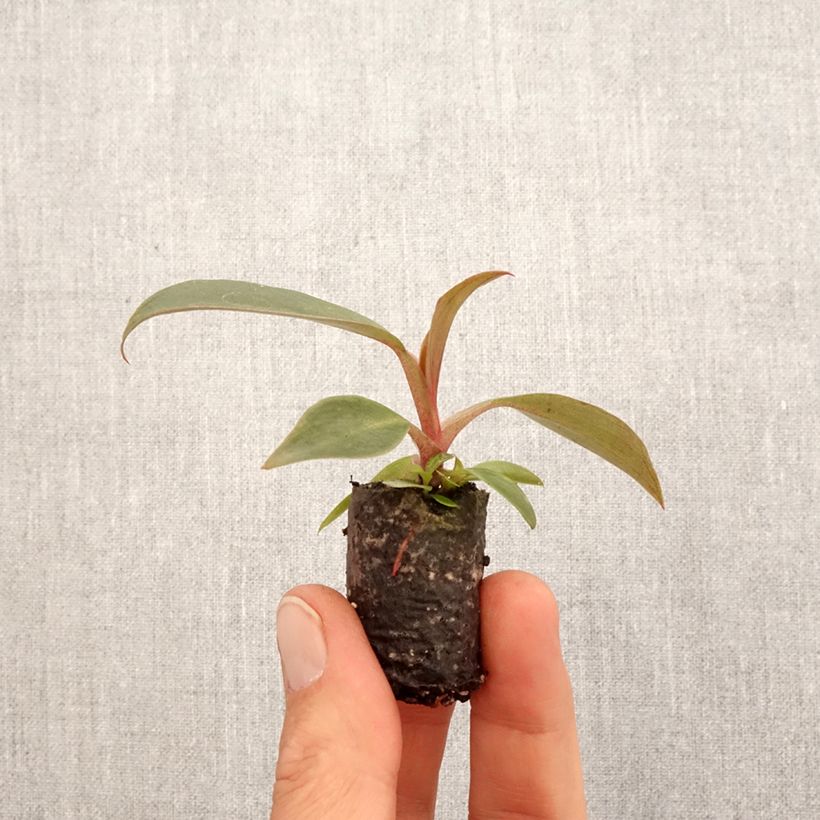 Esimerkki keväällä toimitetusta Philodendron Royal Queen Mini-plante-taimesta