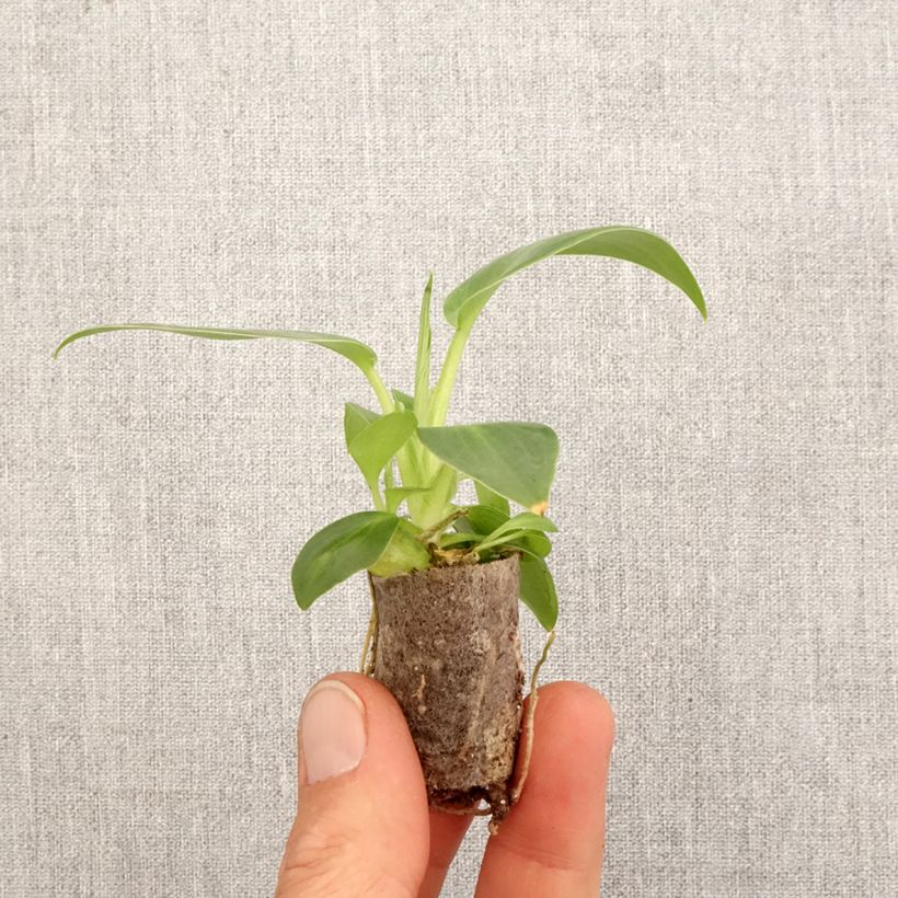 Esimerkki keväällä toimitetusta Philodendron rugosum Aberrant Mini-plante-taimesta