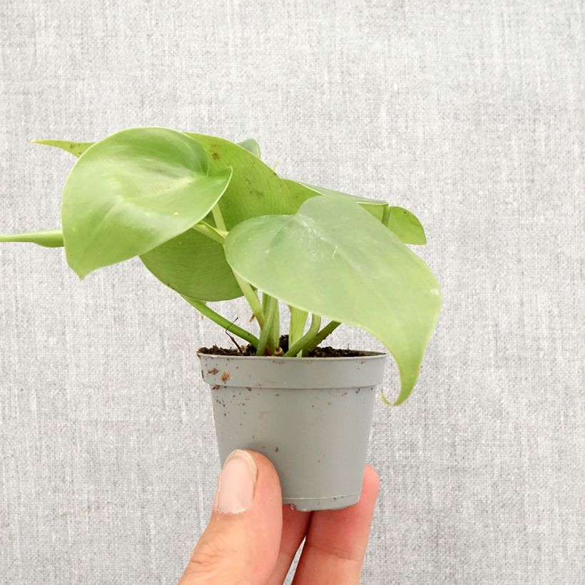 Esimerkki keväällä toimitetusta Herttaköynnösvehka - Philodendron hederaceum Minikasvi-taimesta