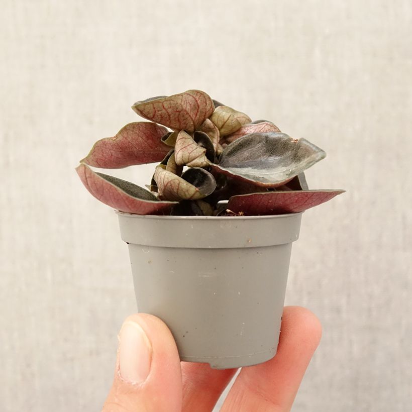 Esimerkki keväällä toimitetusta Köynnösvehka - Philodendron sp Colombia Minikasvi-taimesta