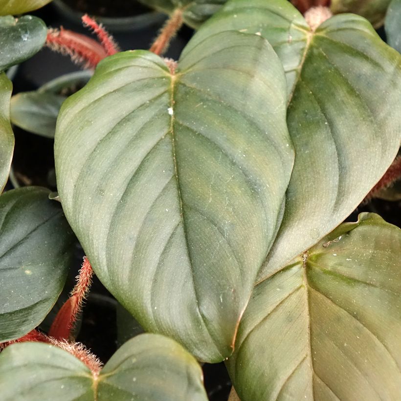Köynnösvehka - Philodendron squamiferum x serpens (Lehvistö)