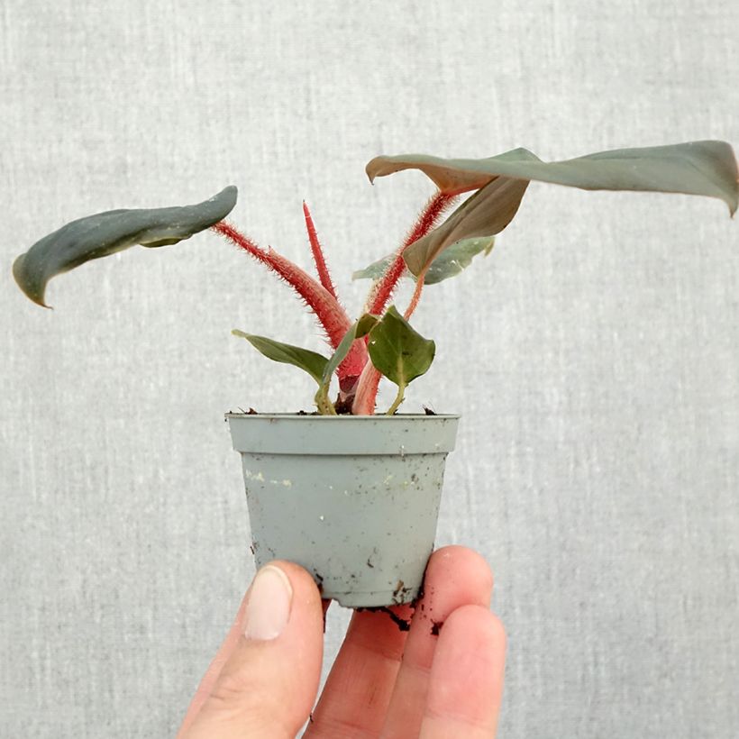 Esimerkki syksyllä toimitetusta Köynnösvehka - Philodendron squamiferum x serpens Minikasvi-taimesta