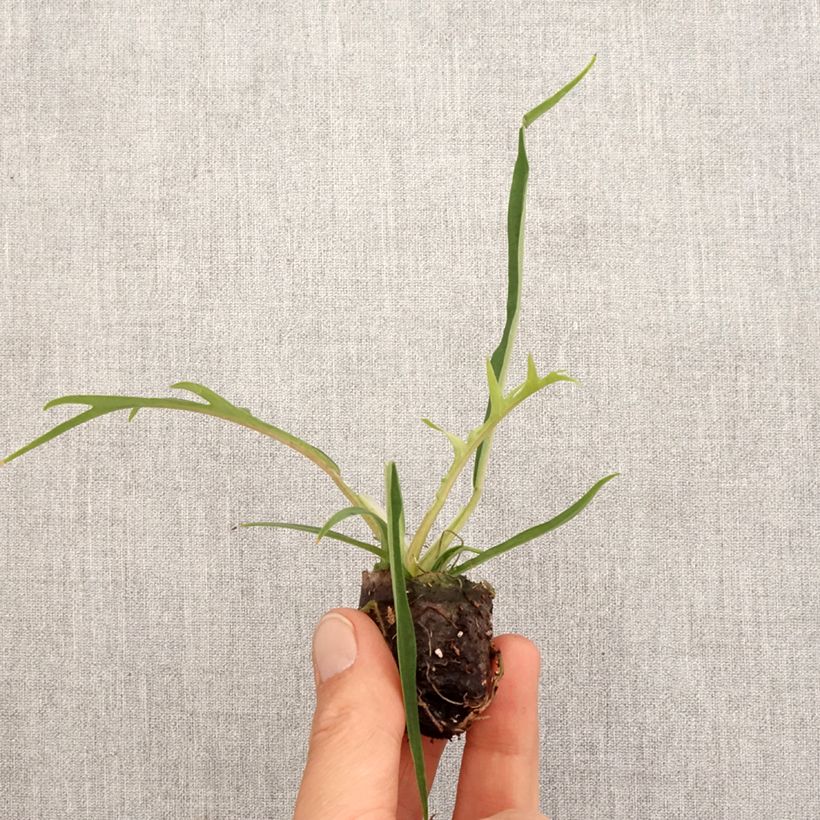 Esimerkki keväällä toimitetusta Philodendron tortum Mini-plante-taimesta