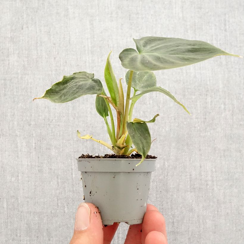Esimerkki keväällä toimitetusta Silkkiköynnösvehka - Philodendron verrucosum Minikasvi-taimesta