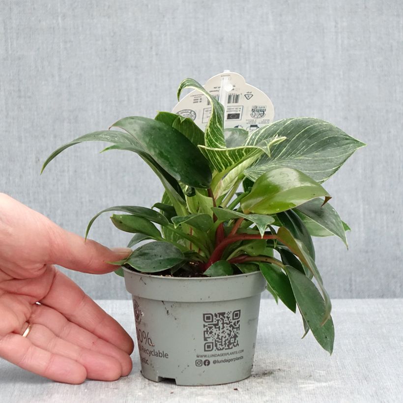 Esimerkki keväällä toimitetusta Köynnösvehka White Measure 10 cm/11 cm ruukku-taimesta