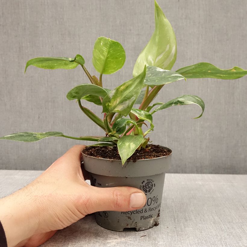 Esimerkki keväällä toimitetusta Köynnösvehka White Princess 12 cm / 13 cm ruukku-taimesta
