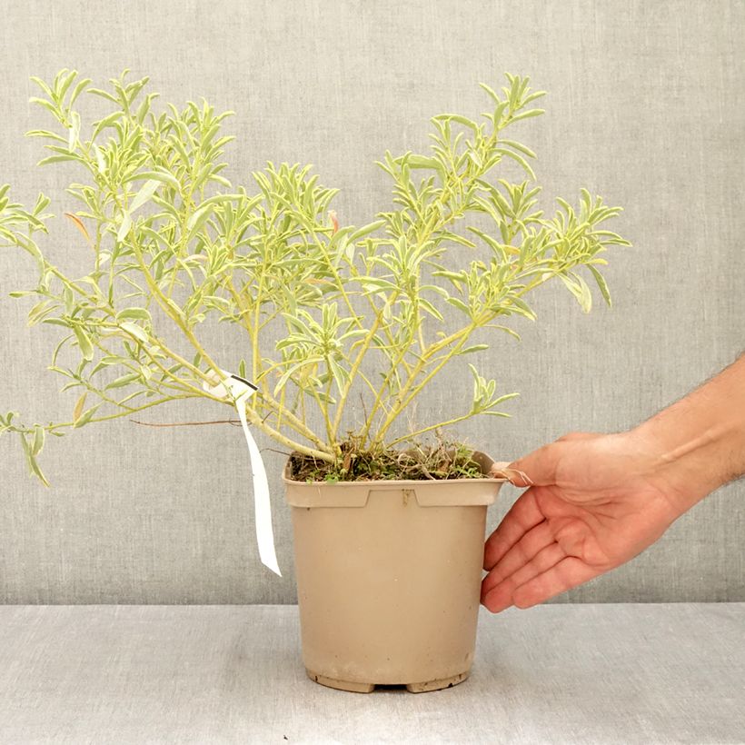 Esimerkki kesällä toimitetusta Eriostemon myoporoides Gold Touch 3 litran/4 litran ruukku-taimesta