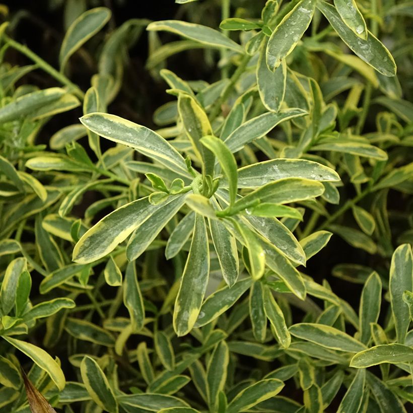 Eriostemon myoporoides Gold Touch (Lehvistö)