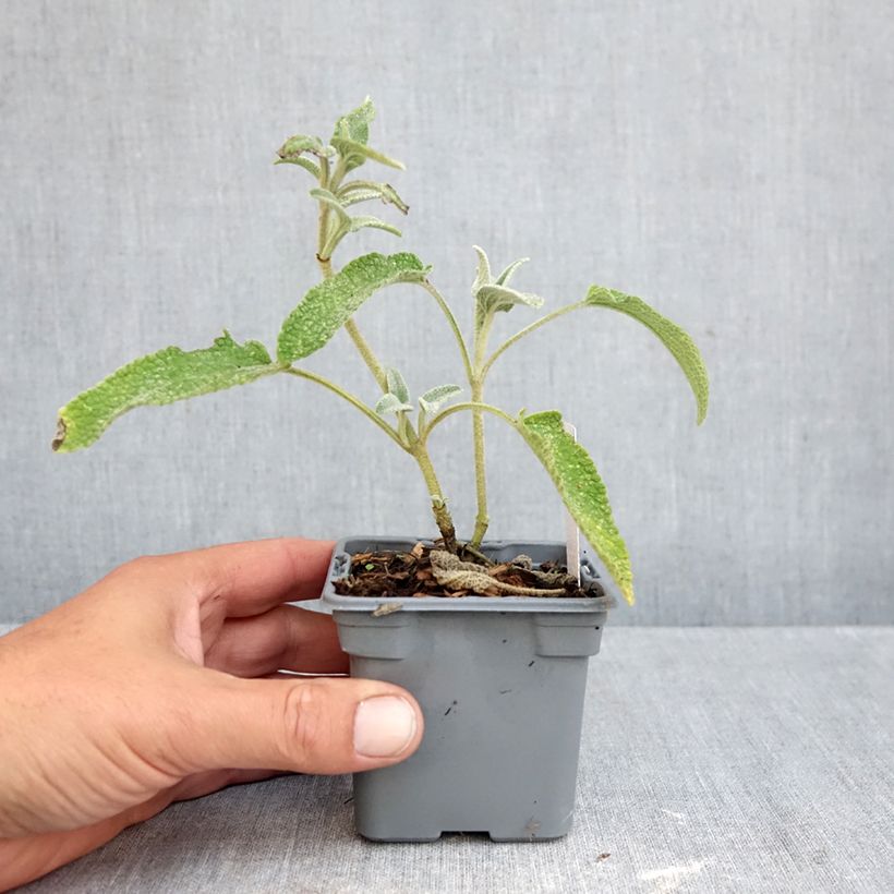 Esimerkki syksyllä toimitetusta Paloyrti - Phlomis bourgaei 8/9 cm taimiruukku-taimesta