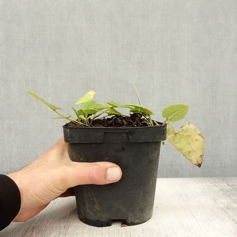 Esimerkki syksyllä toimitetusta Anatolianpaloyrtti - Phlomis russeliana 2 litran/3 litran ruukku-taimesta