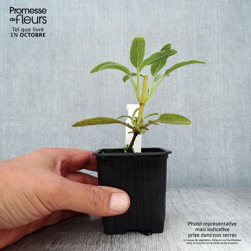 Esimerkki syksyllä toimitetusta Pensaspaloyrtti - Phlomis fruticosa 8/9 cm taimiruukku-taimesta