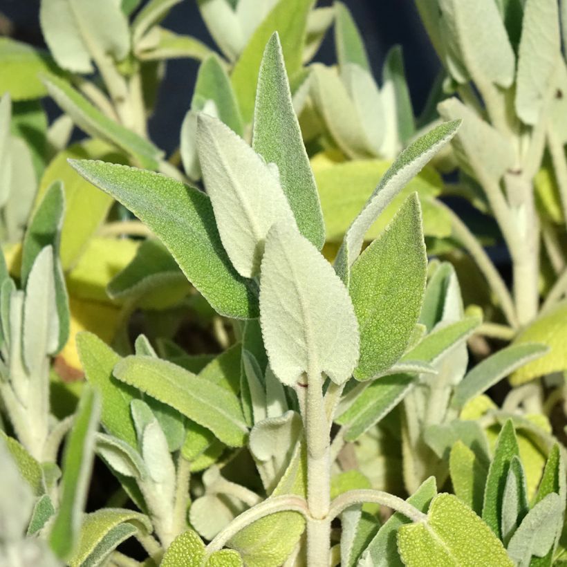 Purppurapaloyrtti - Phlomis purpurea (Lehvistö)