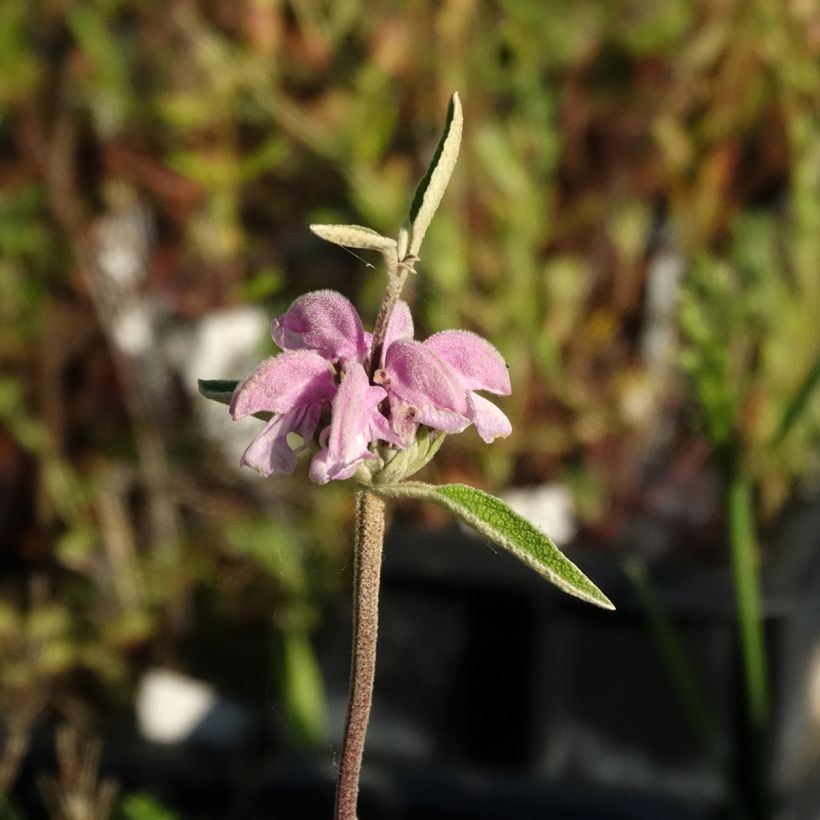 Purppurapaloyrtti - Phlomis purpurea (Kukinta)