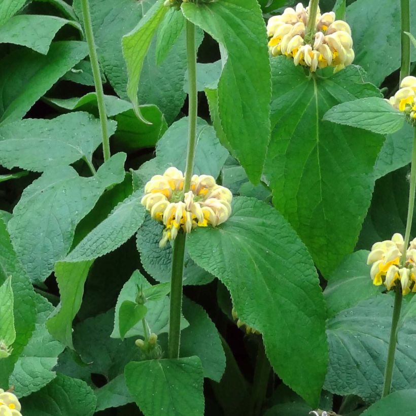 Anatolianpaloyrtti - Phlomis russeliana (Foliage)