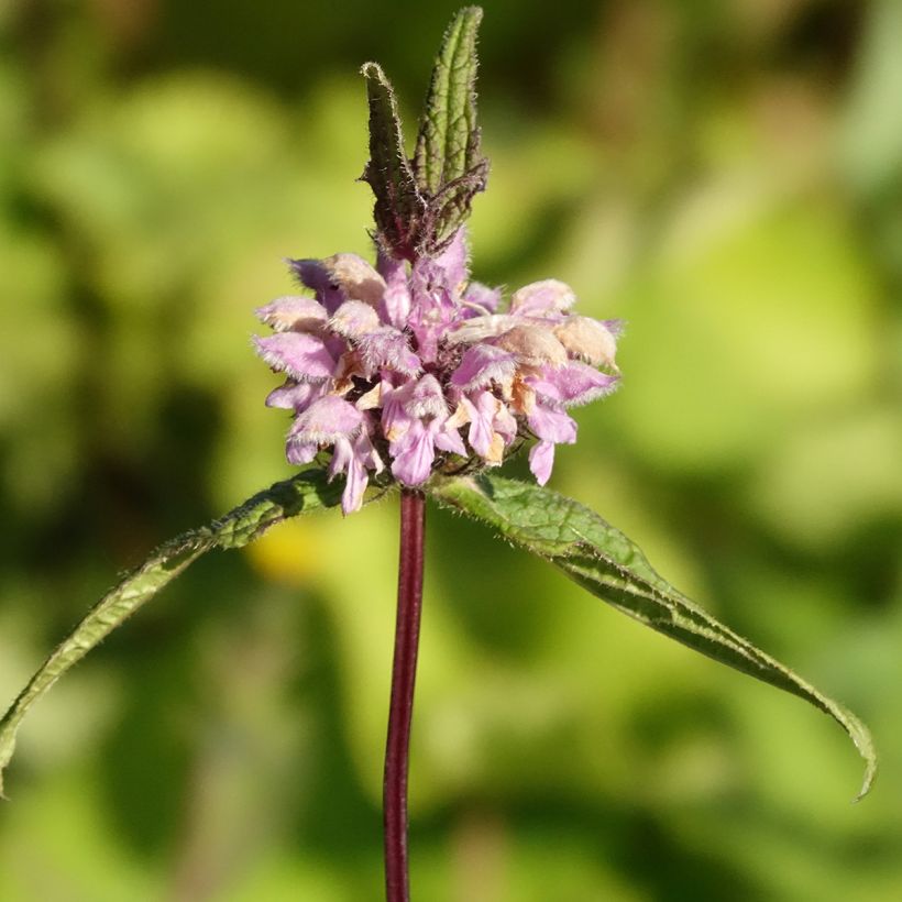 Mukulapaloyrtti Amazone (Kukinta)