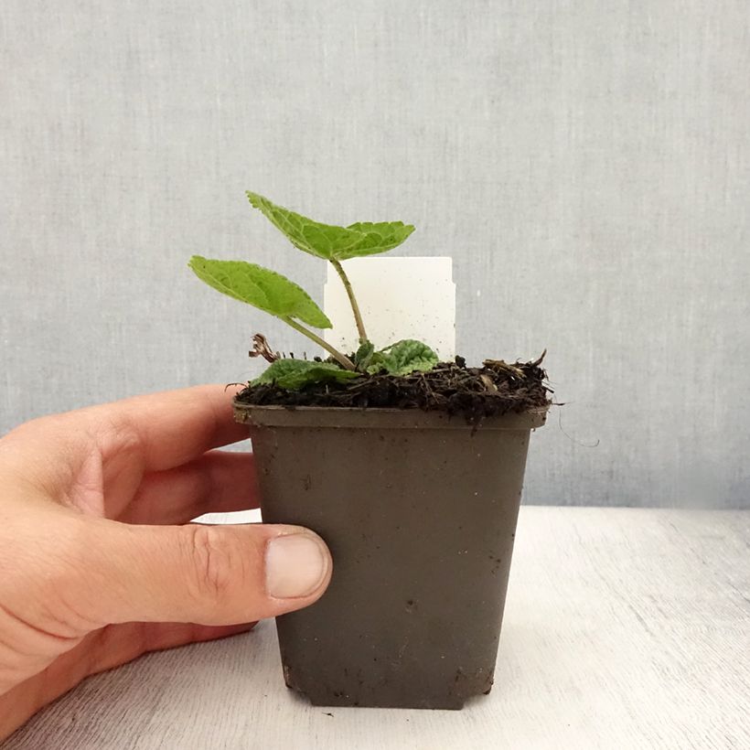 Esimerkki kesällä toimitetusta Mukulapaloyrtti Amazone Taimiruukku 8/9 cm-taimesta