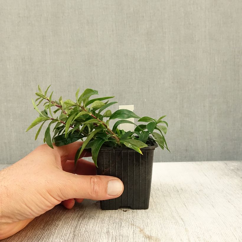 Esimerkki syksyllä toimitetusta Phlox divaricata May Breeze Godet de 8/9 cm-taimesta