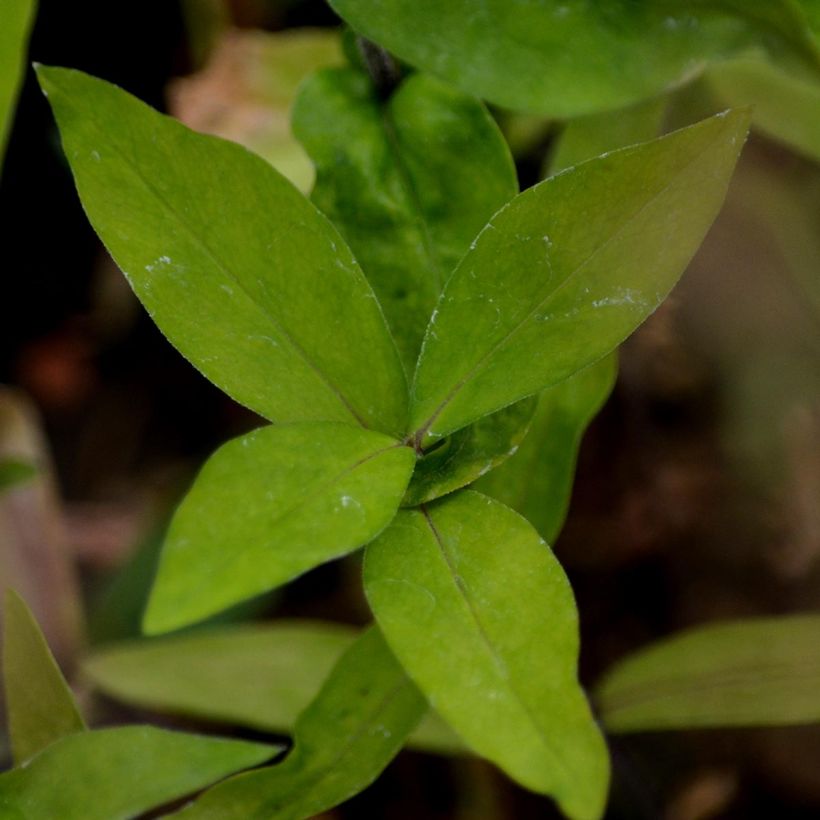 Sinileimu White Perfume (Lehvistö)