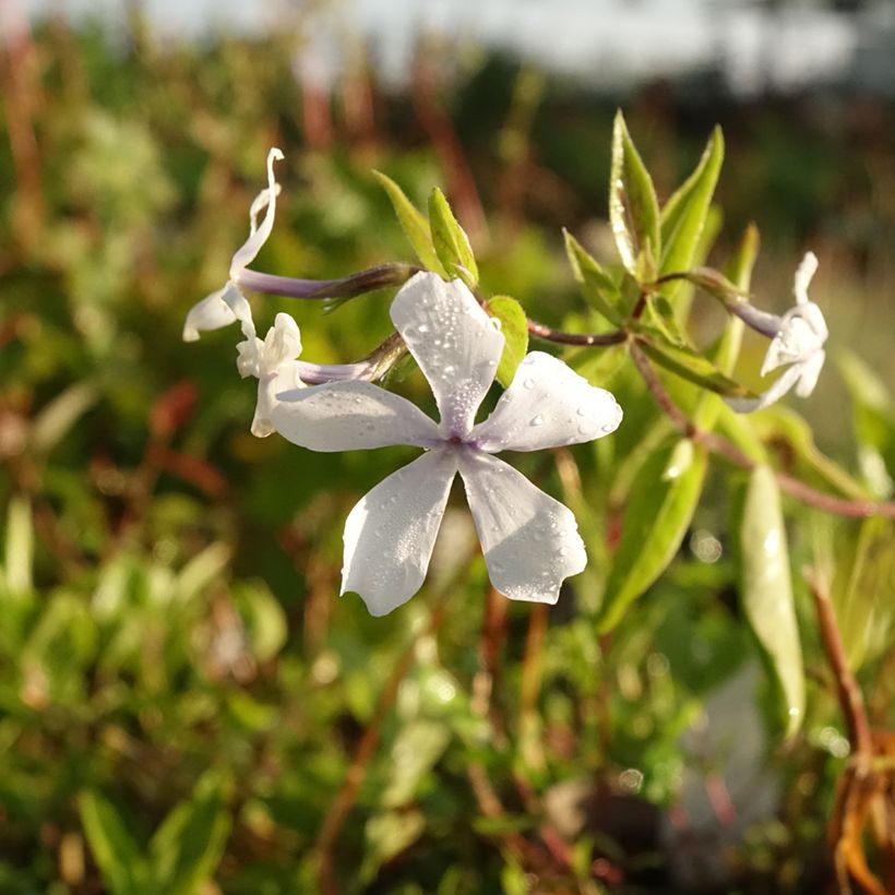 Sinileimu White Perfume (Kukinta)