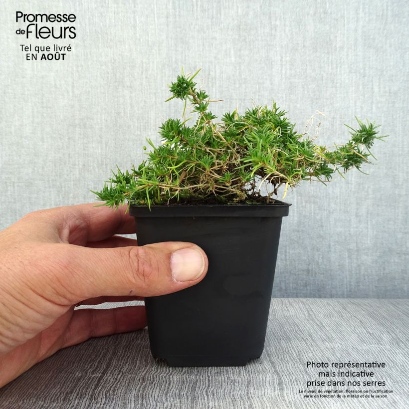 Esimerkki kesällä toimitetusta Mätäsleimu Crackerjack 8/9 cm taimiruukku-taimesta