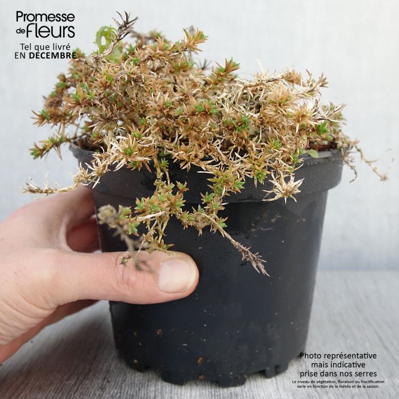 Esimerkki syksyllä toimitetusta Phlox douglasii Lilac Cloud - Phlox mousse Pot de 2L/3L-taimesta