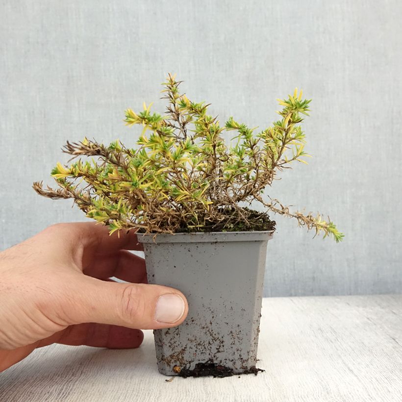 Esimerkki syksyllä toimitetusta Mätäsleimu Lilac Cloud 8/9 cm taimiruukku-taimesta