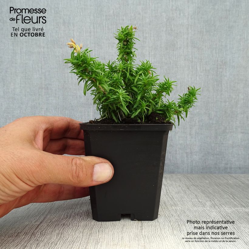 Esimerkki syksyllä toimitetusta Sammalleimu White Delight 8/9 cm taimiruukku-taimesta