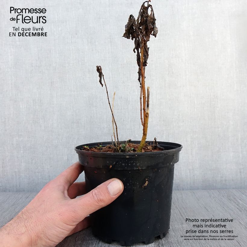 Esimerkki syksyllä toimitetusta Phlox paniculata Amethyst Pot de 2L/3L-taimesta