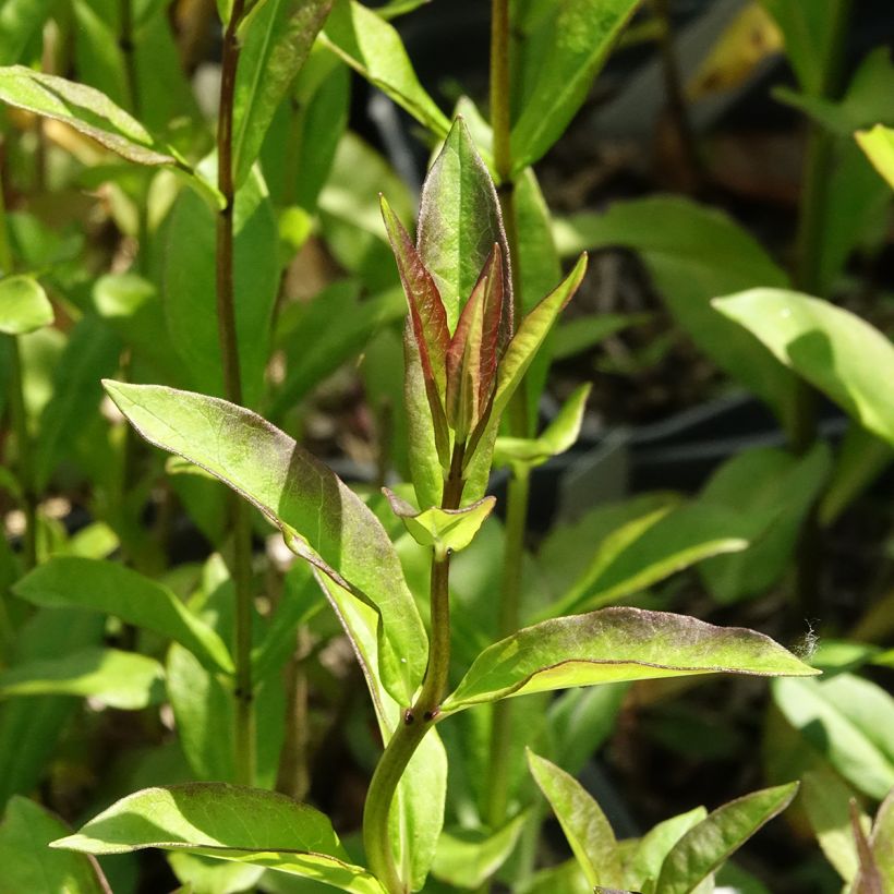 Syysleimu Aureole (Lehvistö)