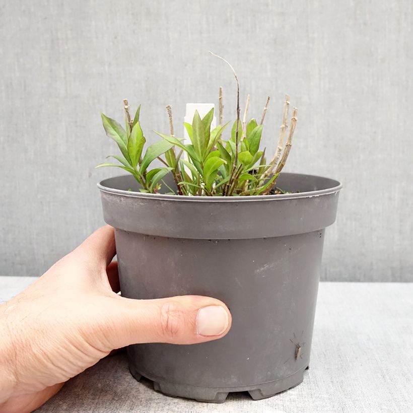 Esimerkki keväällä toimitetusta Syysleimu Bambini Desire Pot de 2L/3L-taimesta