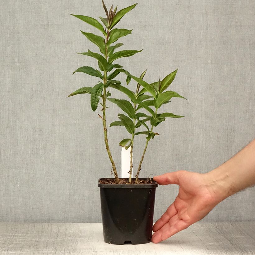 Esimerkki kesällä toimitetusta Syysleimu Bright Eyes Pot de 1,5L/2L-taimesta