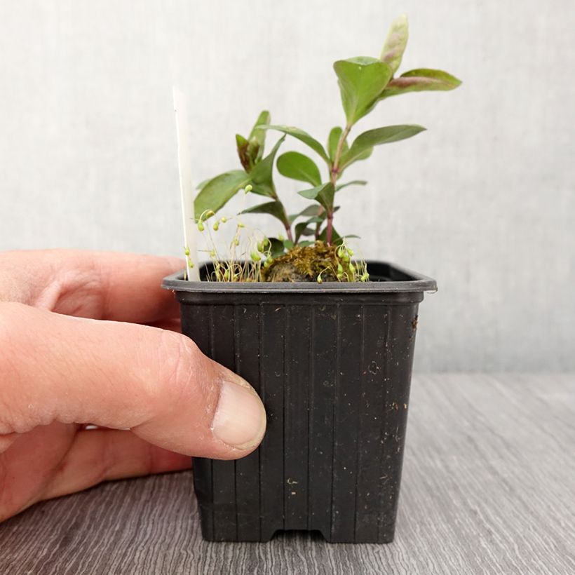 Esimerkki keväällä toimitetusta Phlox paniculata Butonik Godet de 8/9 cm-taimesta