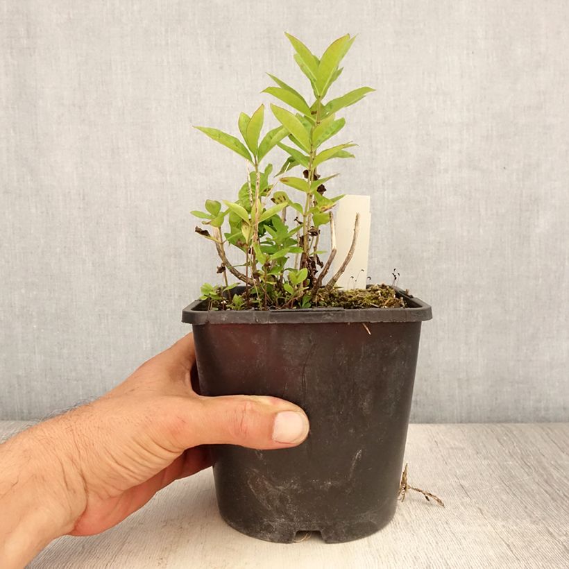 Esimerkki kesällä toimitetusta Phlox paniculata Butonik Pot de 2L/3L-taimesta