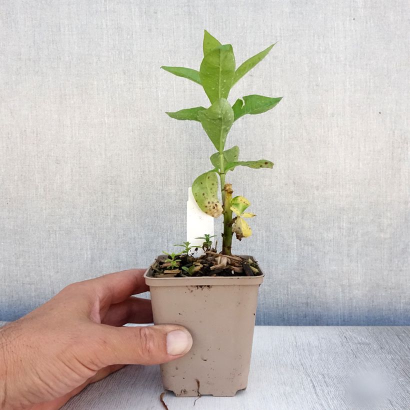 Esimerkki kesällä toimitetusta Syysleimu Coral Flame Godet de 8/9 cm-taimesta