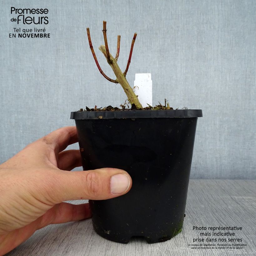 Esimerkki syksyllä toimitetusta Phlox paniculata David Pot de 1,5L/2L-taimesta
