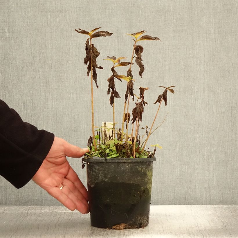 Esimerkki syksyllä toimitetusta Phlox paniculata Famous Light Pink Pot de 2L/3L-taimesta
