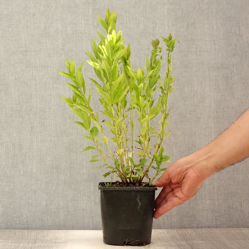 Esimerkki kesällä toimitetusta Phlox paniculata Famous Purple Pot de 2L/3L-taimesta