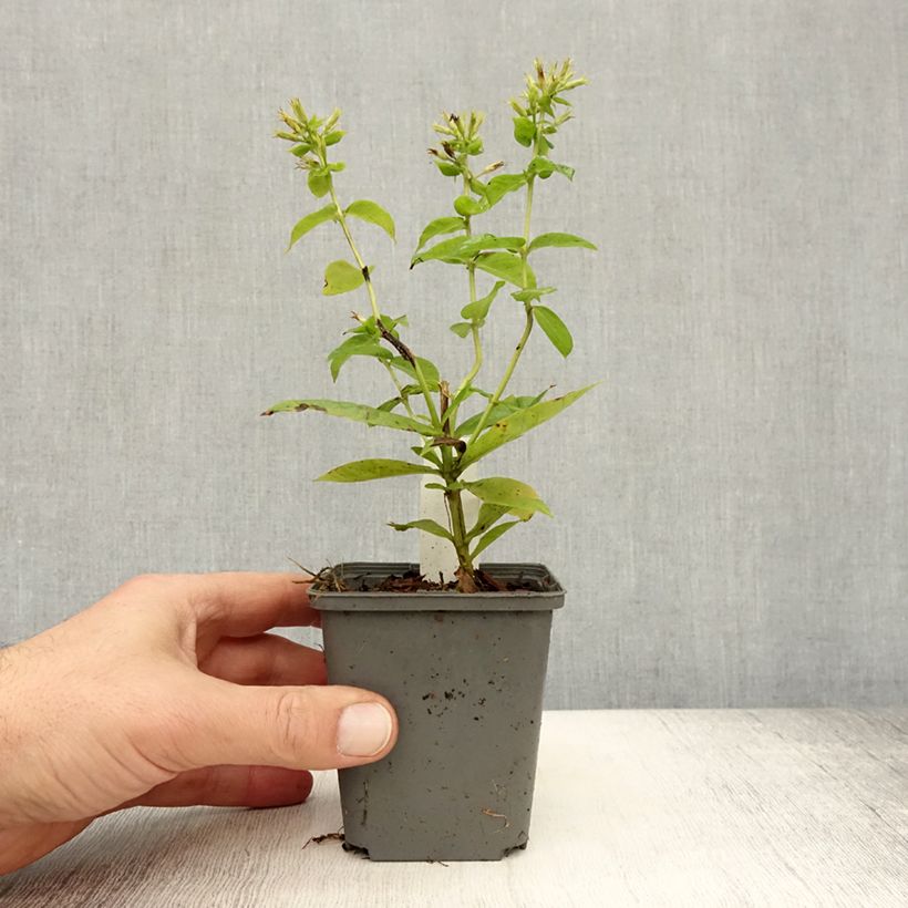 Esimerkki syksyllä toimitetusta Syysleimu Flame White Imp. 8/9 cm taimiruukku-taimesta
