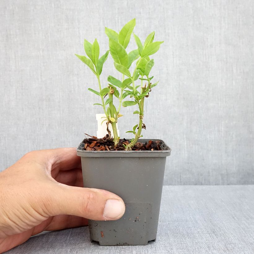 Esimerkki kesällä toimitetusta Syysleimu Flame White Imp. Godet de 8/9 cm-taimesta