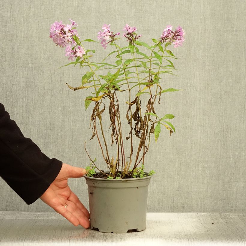 Esimerkki syksyllä toimitetusta Syysleimu Hesperis 2 litran/3 litran ruukku-taimesta