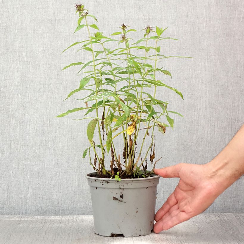 Esimerkki kesällä toimitetusta Syysleimu Hesperis Ruukku 2L / 3L-taimesta