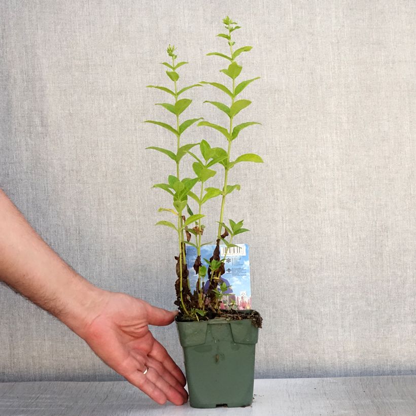 Esimerkki kesällä toimitetusta Syysleimu Jade Taimiruukku 8/9 cm-taimesta
