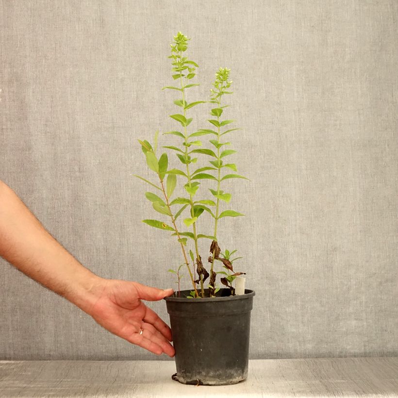 Esimerkki kesällä toimitetusta Syysleimu Jade Ruukku 2L / 3L-taimesta
