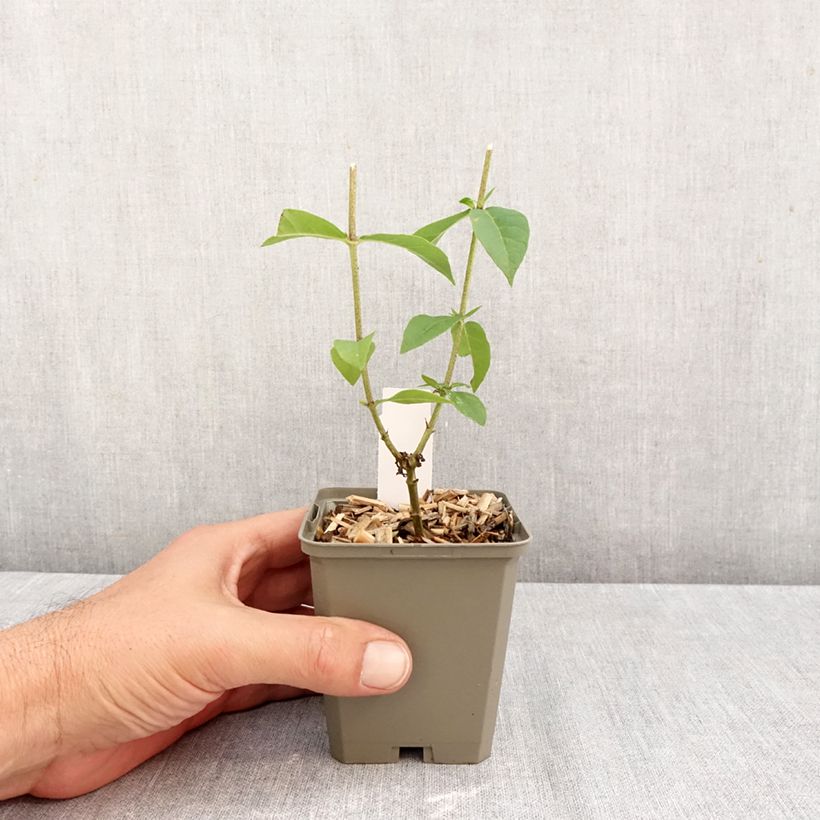 Esimerkki syksyllä toimitetusta Syysleimu Jeana 8/9 cm taimiruukku-taimesta