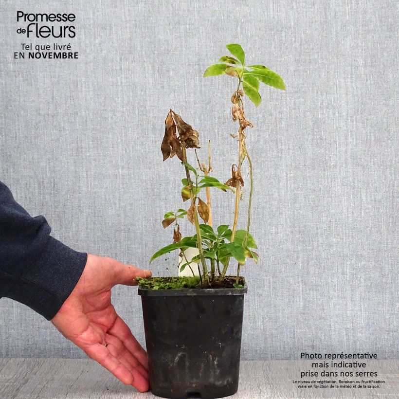 Esimerkki syksyllä toimitetusta Phlox paniculata Laura Pot de 1,5L/2L-taimesta